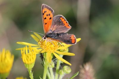 Close-up of butterfly pollinating on yellow flower