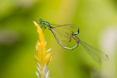 Close-up of insect on flower