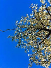 Low angle view of cherry blossoms against blue sky