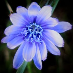 Close-up of purple flower