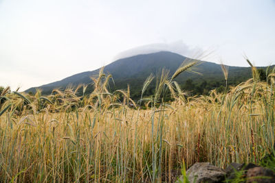 Scenic view of field against clear sky
