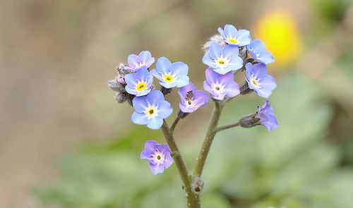 Close-up of purple flowering plant