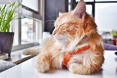 Close-up of a cat looking away