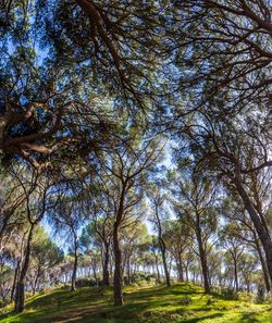 Trees on field against sky