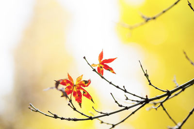 Close-up of maple leaves during autumn