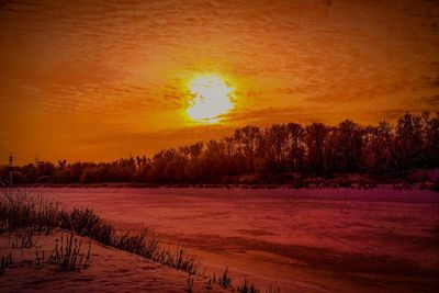 Sun shining through trees