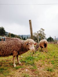 Sheep standing on field against sky