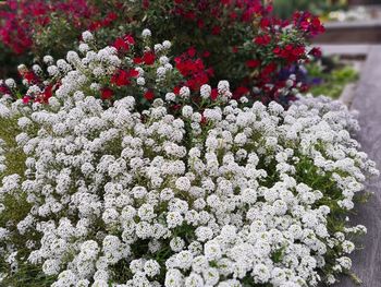 Close-up of white flowering plants