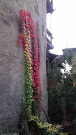 Low angle view of red flowering plants hanging against wall