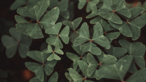 High angle view of plant leaves