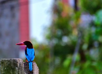 Close-up of kingfisher bird perching on branch