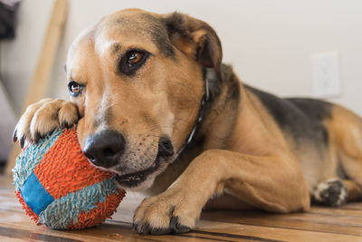 Close-up of dog