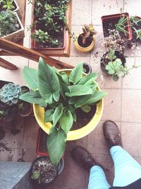 Low section of person standing by potted plants in yard