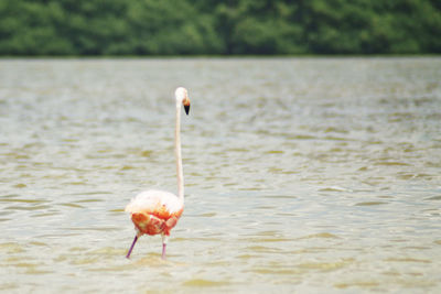 Bird in a lake