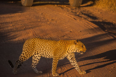 Side view of leopard walking at serengeti national park