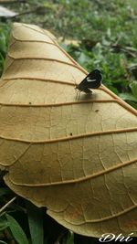 Close-up of butterfly on leaf