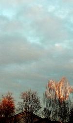 Low angle view of cactus against sky