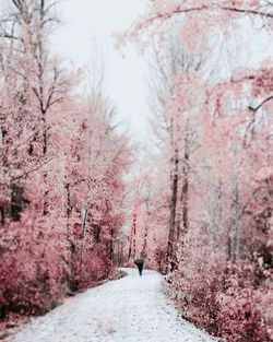 Rear view of woman walking on snow covered footpath amidst trees in forest