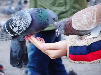 Midsection of person holding birds