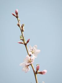 Low angle view of magnolia blossoms in spring against sky