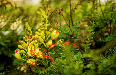 Close-up of flowering plant on field