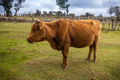 Cow standing on field