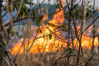 Close-up of plants against orange sky