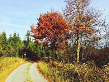 Road passing through forest