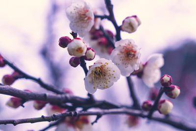 Close-up of cherry blossoms in spring