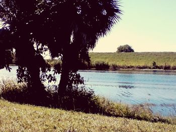 Trees on lakeshore