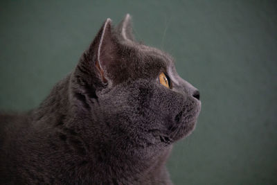 Close-up of a cat looking away