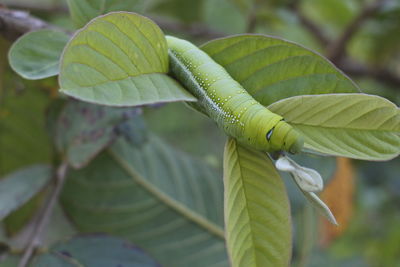 Close-up of green leaves