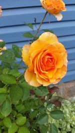 Close-up of orange rose