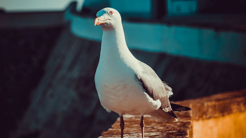 Close-up of seagull perching on retaining wall