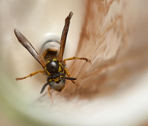 Extreme close-up of bee