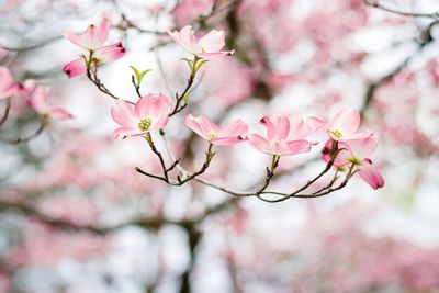 Close-up of pink cherry blossom on tree