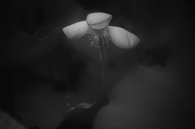 Close-up of white flowers