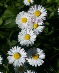 Close-up of flowers