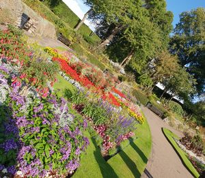 View of flowering plants in garden