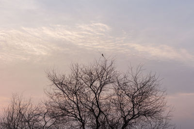 Low angle view of silhouette bare tree against sky