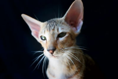 Close-up portrait of a cat