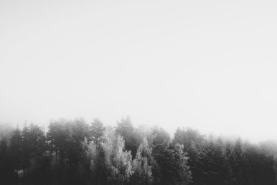 Trees in forest against clear sky