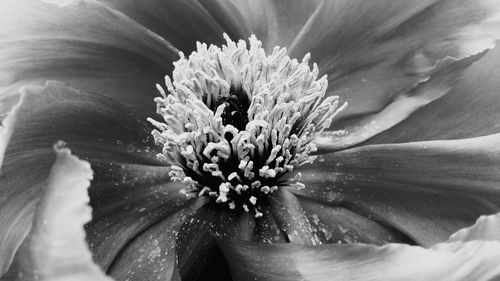 Macro shot of flower