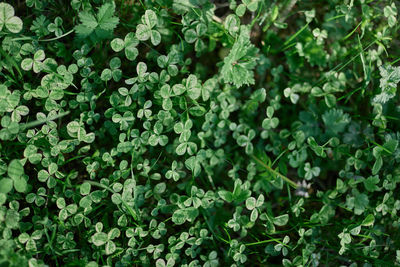 Full frame shot of plants