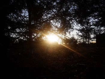 Sunlight streaming through trees in forest