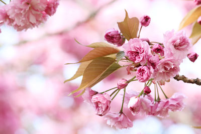 Close-up of pink cherry blossoms