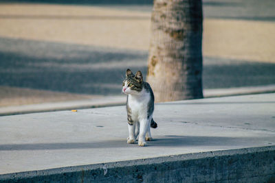 Cat looking away on road