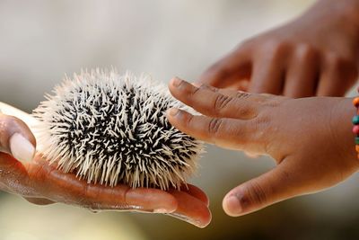 Cropped hands of people touching sea urchin