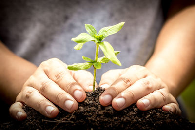 Close-up of hand planting sapling