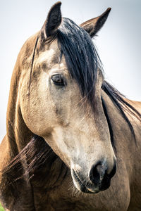 Close-up of horse against sky